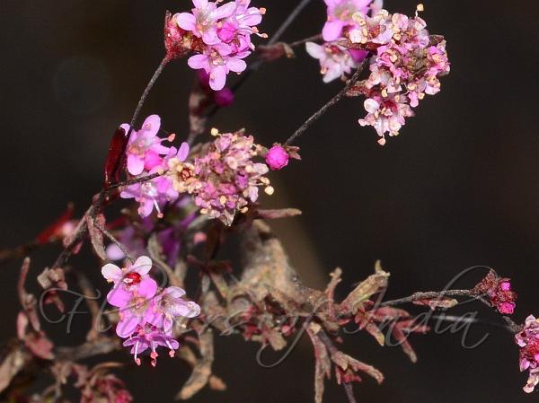 Free-Flowering Rotala